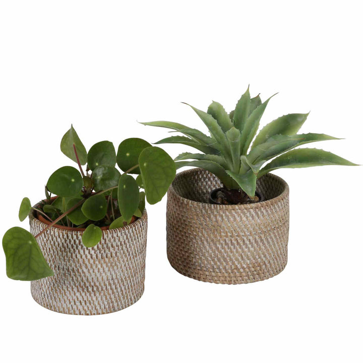Bestekmand Lilia White washed